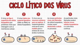 CICLO LÍTICO DOS VÍRUS
CICLO LÍTICO DOS VÍRUS
1
1
O vírus se liga à
superfície da célula
hospedeira por
proteínas virais que
interagem com a
membrana celular.
2
2
O vírus injeta seu
material genético
(DNA ou RNA) na
célula hospedeira.
3
3
O vírus usa os
recursos celulares
para se replicar. O
material genético
viral serve como
modelo para a
síntese de novos
ácidos nucleicos.
4
4
As novas partículas
virais são liberadas
da célula hospedeira,
muitas vezes
destruindo a célula
no processo.
5
5
As partículas virais
liberadas podem
infectar novas
células hospedeiras
e o ciclo lítico
continua.
 