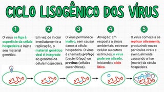 CICLO LISOGÊNICO DOS VÍRUS
CICLO LISOGÊNICO DOS VÍRUS
1
1
O vírus se liga à
superfície da célula
hospedeira e injeta
seu material
genético.
2
2
Em vez de iniciar
imediatamente a
replicação, o
material genético
viral é integrado
ao genoma da
célula hospedeira.
3
3
O vírus permanece
inativo, sem causar
danos à célula
hospedeira. O vírus
é chamado profago
(bacteriófago) ou
provírus (células
eucarióticas).
4
4
Ativação: Em
resposta a sinais
ambientais, estresse
celular ou outros
estímulos, o vírus
pode ser ativado,
iniciando o ciclo
lítico.
5
5
O vírus começa a se
replicar ativamente,
produzindo novas
partículas virais e
eventualmente
causando a lise
(morte) da célula
hospedeira.
 