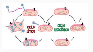 CICLO
LISOGÊNICO
CICLO
LISOGÊNICO
CICLO
LÍTICO
CICLO
LÍTICO
1
1
2
2
3
3
4
4
5
5
3
3
4
4
 