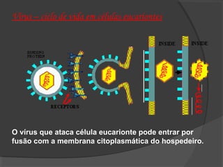 Vírus – ciclo de vida em células eucariontes
O vírus que ataca célula eucarionte pode entrar por
fusão com a membrana citoplasmática do hospedeiro.
 