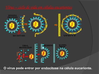 O vírus pode entrar por endocitose na célula eucarionte.
Vírus – ciclo de vida em células eucariontes
 