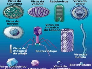 Características gerais
São acelulares
Não possuem
metabolismo próprio
Parasitas obrigatórios
Possuem alta
especificidade
Possuem alta
capacidade de
mutação
 