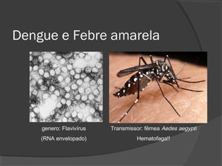 Dengue e Febre amarela
genero: Flavivírus
(RNA envelopado)
Transmissor: fêmea Aedes aegypti
Hematofaga!!
 