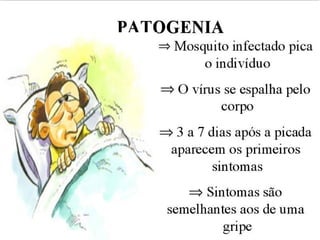 FEBRE AMARELA
Sintomas :
 uma fase de 3 dias: febre calafrios, dor de
cabeca, nauseas, vomitos e dores
musculares
 melhora: 1 a 2 dias
 fase com sitomas graves: insuficiencia
renal e hepatica, hemorragias e reducao
da frequencia dos batimentos cardiacos
Pode levar à morte
 
