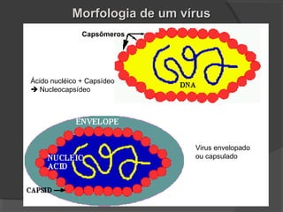 Capsômeros
Morfologia de um vírusMorfologia de um vírus
Virus envelopado
ou capsulado
Ácido nucléico + Capsídeo
 Nucleocapsídeo
 