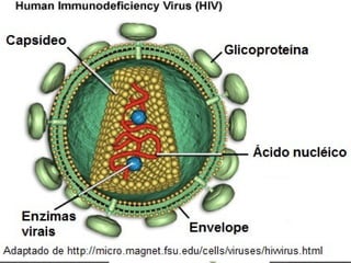 ESTRUTURA VIRAL
envelope  bicamada derivada da
membrana plasmática da célula hospedeira
nucleocapsídio
bicamada
lipídica
 