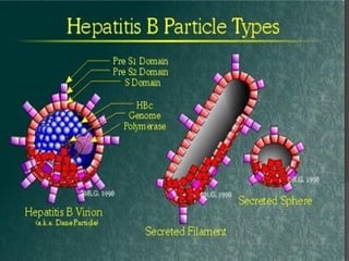 Familia Picornaviridae
Gripe
Poliomielite
Hepatite
 