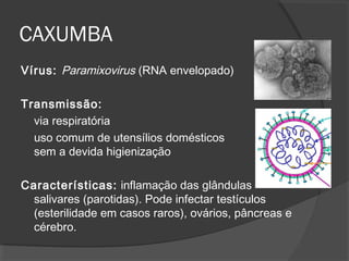 Vírus: Paramixovirus (RNA envelopado)
Transmissão:
via respiratória
uso comum de utensílios domésticos
sem a devida higienização
Características: inflamação das glândulas
salivares (parotidas). Pode infectar testículos
(esterilidade em casos raros), ovários, pâncreas e
cérebro.
CAXUMBA
 