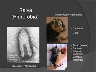 Raiva
(Hidrofobia)
Causador: Rabdovirus
Transmissão: mordida de
- Cachorro
- Gato
- Furão (ferrets)
- Raposas
- Coiotes
- Guaxinins
- Gambás
- Morcegos
 