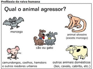Raiva humana
 Hospedeiro acidental
 Incubação - 20 e 60 dias
 Sintomas :
- Confusão
- Desorientação
- Agressividade
- Alucinações
- Dificuldade de deglutir
- Paralisia motora
- Espasmos
- Salivação excessiva
100% de morte após os sintomas
 