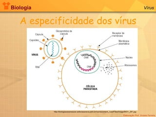 Biologia Elaboração Prof. Viviane Ferreira Vírus A especificidade dos vírus http://biologiacesaresezar.editorasaraiva.com.br/navitacontent_/userFiles/Image/BIO1_281.jpg 