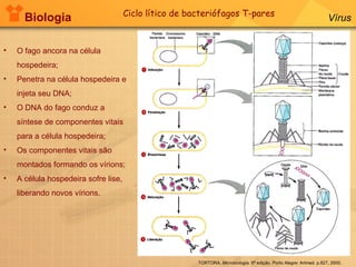 Biologia Vírus TORTORA.  Microbiologia.  6ª edição. Porto Alegre: Artmed. p.827, 2000. Ciclo lítico de bacteriófagos T-pares O fago ancora na célula hospedeira; Penetra na célula hospedeira e injeta seu DNA; O DNA do fago conduz a síntese de componentes vitais para a célula hospedeira; Os componentes vitais são montados formando os vírions; A célula hospedeira sofre lise, liberando novos vírions. 