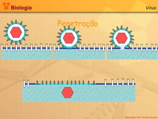 Biologia Vírus Penetração Elaboração Prof. Viviane Ferreira 