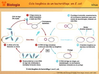 Biologia Vírus TORTORA.  Microbiologia.  6ª edição. Porto Alegre: Artmed. p.827, 2000. Ciclo lisogênico de um bacteriófago  em  E. coli 