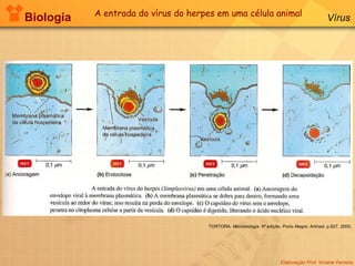 Biologia Elaboração Prof. Viviane Ferreira Vírus TORTORA.  Microbiologia.  6ª edição. Porto Alegre: Artmed. p.827, 2000. A entrada do vírus do herpes em uma célula animal 