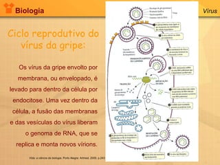 Biologia Vírus Os vírus da gripe envolto por membrana, ou envelopado, é levado para dentro da célula por endocitose. Uma vez dentro da célula, a fusão das membranas e das vesículas do vírus liberam o genoma de RNA, que se replica e monta novos vírions. Ciclo reprodutivo do vírus da gripe: Vida: a ciência da biologia . Porto Alegre: Artmed, 2005. p.243 