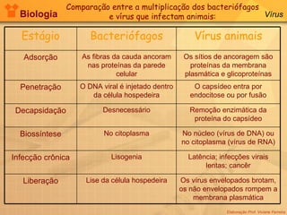 Biologia Elaboração Prof. Viviane Ferreira Vírus Comparação entre a multiplicação dos bacteriófagos e vírus que infectam animais: Estágio Bacteriófagos Vírus animais Adsorção As fibras da cauda ancoram nas proteínas da parede celular Os sítios de ancoragem são proteínas da membrana plasmática e glicoproteínas Penetração O DNA viral é injetado dentro da célula hospedeira O capsídeo entra por endocitose ou por fusão Decapsidação Desnecessário Remoção enzimática da proteína do capsídeo Biossíntese No citoplasma No núcleo (vírus de DNA) ou no citoplasma (vírus de RNA) Infecção crônica Lisogenia Latência; infecções virais lentas; cancêr Liberação Lise da célula hospedeira Os vírus envelopados brotam, os não envelopados rompem a membrana plasmática 
