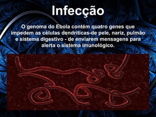 Infecção 
O genoma do Ebola contém quatro genes que 
impedem as células dendríticas-de pele, nariz, pulmão 
e sistema digestivo - de enviarem mensagens para 
alerta o sistema imunológico. 
 