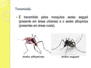 Transmissão.
 É transmitido pelos mosquitos aedes aegypti
(presente em áreas urbanas) e o aedes albopictus
(presentes em áreas rurais).
 