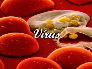 Vírus 