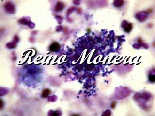 Reino Monera 