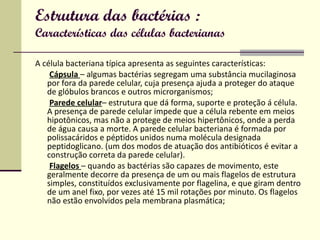 Estrutura das bactérias : Características das células bacterianas A célula bacteriana típica apresenta as seguintes características:  Cápsula  – algumas bactérias segregam uma substância mucilaginosa por fora da parede celular, cuja presença ajuda a proteger do ataque de glóbulos brancos e outros microrganismos;  Parede celular – estrutura que dá forma, suporte e proteção á célula. A presença de parede celular impede que a célula rebente em meios hipotônicos, mas não a protege de meios hipertônicos, onde a perda de água causa a morte. A parede celular bacteriana é formada por polissacáridos e péptidos unidos numa molécula designada peptidoglicano. (um dos modos de atuação dos antibióticos é evitar a construção correta da parede celular).  Flagelos   – quando as bactérias são capazes de movimento, este geralmente decorre da presença de um ou mais flagelos de estrutura simples, constituídos exclusivamente por flagelina, e que giram dentro de um anel fixo, por vezes até 15 mil rotações por minuto. Os flagelos não estão envolvidos pela membrana plasmática;  
