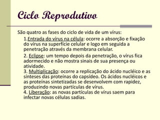 Ciclo Reprodutivo São quatro as fases do ciclo de vida de um vírus:  1. Entrada do vírus na célula : ocorre a absorção e fixação do vírus na superfície celular e logo em seguida a penetração através da membrana celular. 2.  Eclipse : um tempo depois da penetração, o vírus fica adormecido e não mostra sinais de sua presença ou atividade. 3.  Multiplicação : ocorre a replicação do ácido nucléico e as sínteses das proteínas do capsídeo. Os ácidos nucléicos e as proteínas sintetizadas se desenvolvem com rapidez, produzindo novas partículas de vírus. 4.  Liberação : as novas partículas de vírus saem para infectar novas células sadias. 