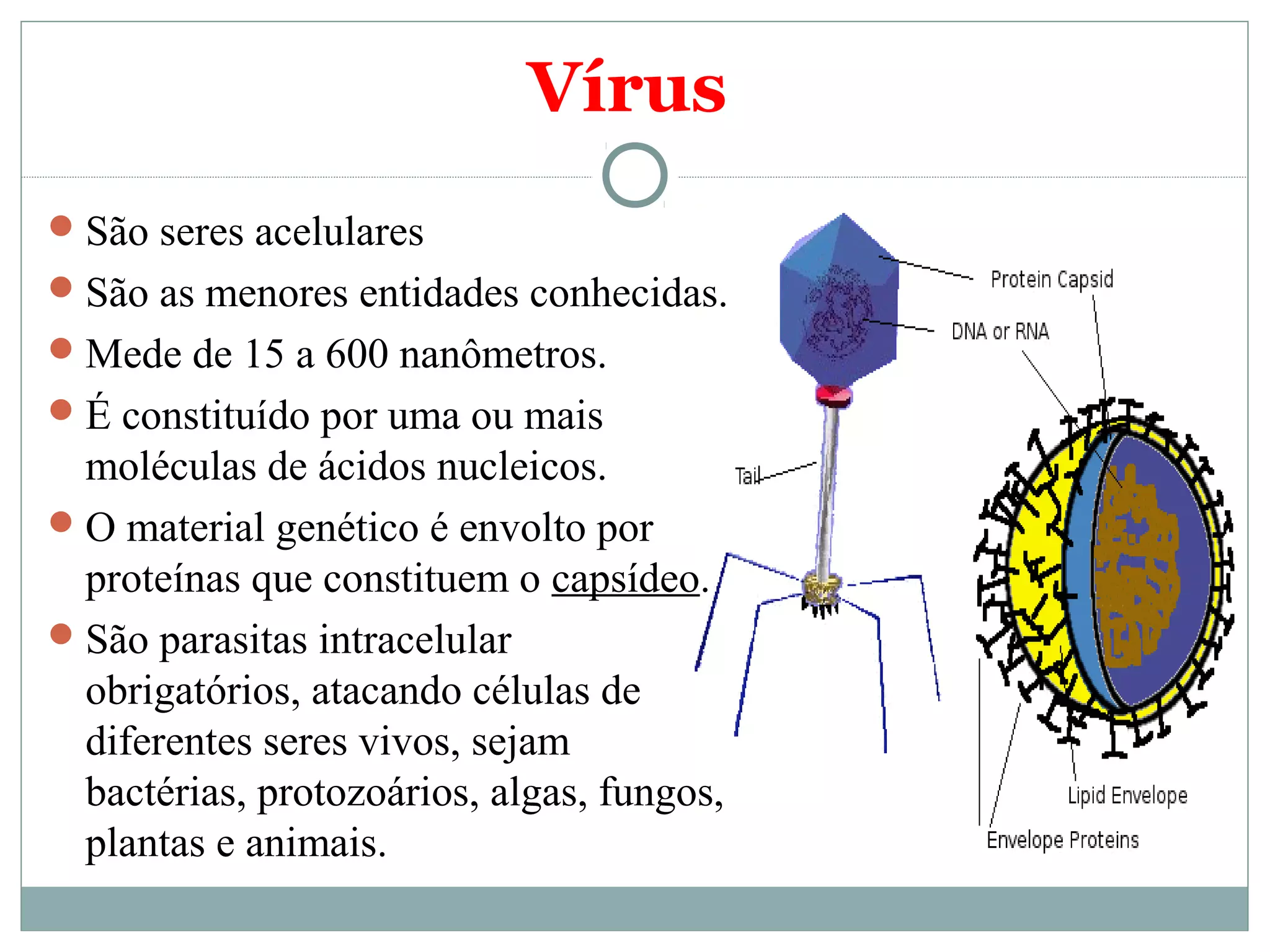 Vírus e reino monera | PPT