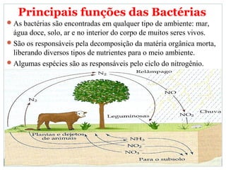 Principais funções das Bactérias
 As bactérias são encontradas em qualquer tipo de ambiente: mar,
  água doce, solo, ar e no interior do corpo de muitos seres vivos.
 São os responsáveis pela decomposição da matéria orgânica morta,
  liberando diversos tipos de nutrientes para o meio ambiente.
 Algumas espécies são as responsáveis pelo ciclo do nitrogênio.
 