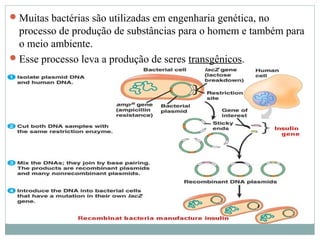  Muitas bactérias são utilizadas em engenharia genética, no
  processo de produção de substâncias para o homem e também para
  o meio ambiente.
 Esse processo leva a produção de seres transgênicos.
 