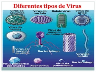 Diferentes tipos de Vírus
 