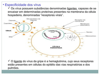 • Especificidade dos vírus
    Os vírus possuem substâncias denominadas ligantes, capazes de se
   encaixar em determinadas proteínas presentes na membrana da célula
   hospedeira, denominadas “receptores virais”.




    O ligante do vírus da gripe é a hemaglutinina, cujo seus receptores
   estão presentes em células do epitélio das vias respiratórias e dos
   pulmões.
 