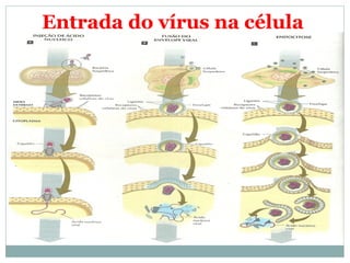 Entrada do vírus na célula
 