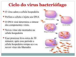 Ciclo do vírus bacteriófago
 O vírus adere a célula hospedeira

 Perfura a célula e injeta seu DNA

 O DNA viral determina a síntese
  dos componentes virais.
 Novos vírus são montados na
  célula hospedeira
 Esse processo leva cerca de 30
  minutos, após esse período a
  célula hospedeira rompe-se e os
  novos vírus são liberados
 