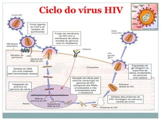 Ciclo do vírus HIV
 