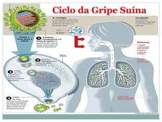 Ciclo da Gripe Suína
 