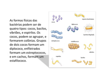 As formas físicas das bactérias podem ser de quatro tipos: cocos, bacilos, vibriões, e espirilos. Os cocos, podem se agrupar, e formarem colônias. Grupos de dois cocos formam um diplococo, enfileirados formam um estreptococos, e em cachos, formam um estafilococo. 