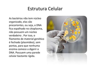 Estrutura Celular As bactérias não tem núcleo organizado, elas são procariontes, ou seja, o DNA fica espalhado no citoplasma, não possuem um núcleo verdadeiro . Por isso, o filamento de material genético é fechado (plasmídeo), sem pontas, para que nenhuma enzima comece a digerir o DNA. Possuem uma parede celular bastante rígida. 