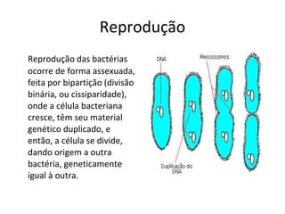 Reprodução Reprodução das bactérias ocorre de forma assexuada, feita por bipartição (divisão binária, ou cissiparidade), onde a célula bacteriana cresce, têm seu material genético duplicado, e então, a célula se divide, dando origem a outra bactéria, geneticamente igual à outra. 