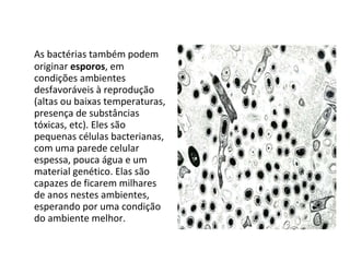 As bactérias também podem originar  esporos , em condições ambientes desfavoráveis à reprodução (altas ou baixas temperaturas, presença de substâncias tóxicas, etc). Eles são pequenas células bacterianas, com uma parede celular espessa, pouca água e um material genético. Elas são capazes de ficarem milhares de anos nestes ambientes, esperando por uma condição do ambiente melhor. 