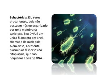 Eubactérias:  São seres procariontes, pois não possuem núcleo organizado por uma membrana carioteca. Seu DNA é um único filamento em anel, chamado de nucleoide. Além disso, apresenta plasmídios dispersos no citoplasma, que são pequenos anéis de DNA. 