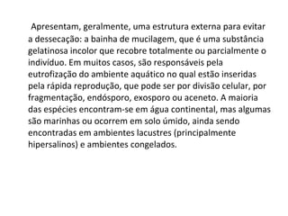   Apresentam, geralmente, uma estrutura externa para evitar a dessecação: a bainha de mucilagem, que é uma substância gelatinosa incolor que recobre totalmente ou parcialmente o indivíduo. Em muitos casos, são responsáveis pela eutrofização do ambiente aquático no qual estão inseridas pela rápida reprodução, que pode ser por divisão celular, por fragmentação, endósporo, exosporo ou aceneto. A maioria das espécies encontram-se em água continental, mas algumas são marinhas ou ocorrem em solo úmido, ainda sendo encontradas em ambientes lacustres (principalmente hipersalinos) e ambientes congelados. 