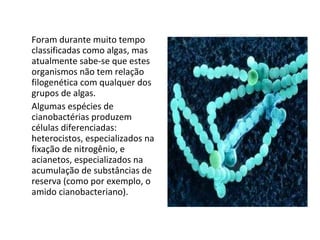 Foram durante muito tempo classificadas como algas, mas atualmente sabe-se que estes organismos não tem relação filogenética com qualquer dos grupos de algas.  Algumas espécies de cianobactérias produzem células diferenciadas: heterocistos, especializados na fixação de nitrogênio, e acianetos, especializados na acumulação de substâncias de reserva (como por exemplo, o amido cianobacteriano). 
