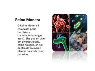 Reino Monera  O Reino Monera é composto pelas bactérias e cianobactérias (algas azuis). Elas podem viver em diversos locais, como na água, ar, sol, dentro de animais e plantas ou ainda como parasitas. 