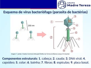 Esquema de vírus bacteriófago (parasita de bactérias)
Componentes estruturais: 1. cabeça; 2. cauda; 3. DNA viral; 4.
capsídeo; 5. colar; 6. bainha; 7. fibras; 8. espículas; 9. placa basal.
Imagem: Y_tambe / Creative Commons Atribuição-Partilha nos Termos da Mesma Licença 3.0 Unported
 