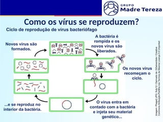 Como os vírus se reproduzem?
O vírus entra em
contado com a bactéria
e injeta seu material
genético...
...e se reproduz no
interior da bactéria.
Novos vírus são
formados.
A bactéria é
rompida e os
novos vírus são
liberados.
Os novos vírus
recomeçam o
ciclo.
Ciclo de reprodução de vírus bacteriófago
Imagem:
Phage2.JPG:
Suly12
/
Derivado
de:
DZadventiste
/
Creative
Commons
Atribuição-Partilha
nos
Termos
da
Mesma
Licença
3.0
Unported
 