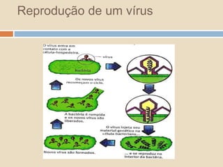 Reprodução de um vírus 
 