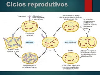 Ciclos reprodutivos
 