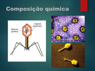 Composição química
Cápsula
(proteínas)
Material
genético
 