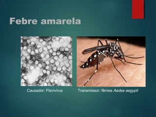 Febre amarela
Causador: Flavivírus Transmissor: fêmea Aedes aegypti
 
